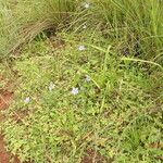 Wahlenbergia krebsii Habit