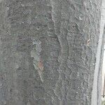 Zelkova carpinifolia Bark