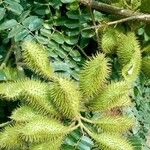 Caesalpinia bonduc Fruit