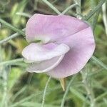 Lathyrus odoratus Květ