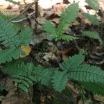 Triplophyllum securidiforme आदत