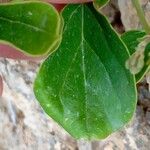 Commicarpus plumbagineus Blatt