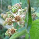 Rubus praticolor Outro