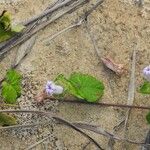 Ipomoea pileata Pokrój