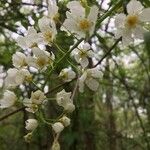 Prunus padus Virág