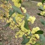 Acacia myrtifolia Квітка