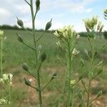 Camelina rumelica Frucht