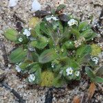 Myosotis pusilla Hábito