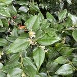 Sarcococca orientalis Květ