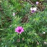 Dimorphotheca fruticosa অভ্যাস