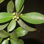 Ficus americana Plod