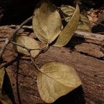 Flabellaria paniculata Hoja
