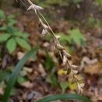 Cutandia divaricata Blomst