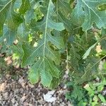 Quercus lobata Hoja