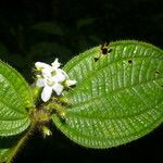 Miconia crenata Λουλούδι