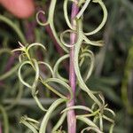 Castilleja linariifolia Leaf