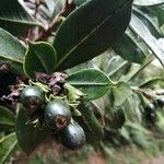 Chassalia gaertneroides Fruto