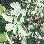 Spiraea trilobata Leaf