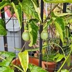 Passiflora edulis Owoc
