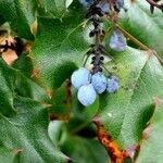 Berberis aquifolium Leaf