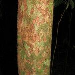 Bocoa viridiflora Kabuk