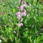 Pedicularis rostratospicata 花