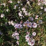 Tripolium pannonicum 花
