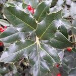 Ilex aquifolium Lehti