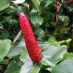 Costus spiralisKukka