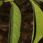 Annona reticulata Foglia