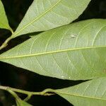 Gymnanthes riparia Hoja