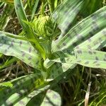 Dactylorhiza maculata Blatt