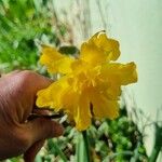 Narcissus spp. Flor