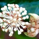 Fatsia japonica ഫലം