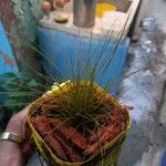 Tillandsia festucoides 叶