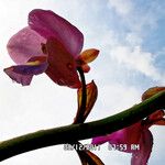 Eulophia bouliawongo Blüte