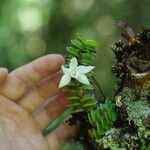 Angraecum oblongifolium Çiçek