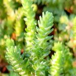 Sedum moranense Leaf