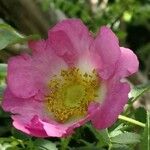 Rosa roxburghii Õis