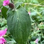 Lychnis flos-jovis Leaf