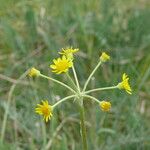 Tephroseris integrifolia Květ