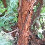 Leucosidea sericea Kabuk