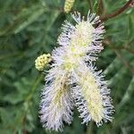 Sanguisorba dodecandra 花