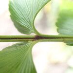 Asplenium stuhlmannii Leaf