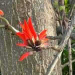 Erythrina lysistemon 花