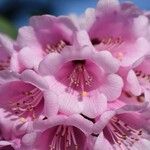 Rhododendron pudorosum Flor