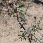 Jatropha dioica Blatt