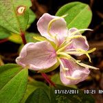 Heterotis decumbens Blüte