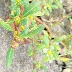 Chenopodium glaucum Leaf