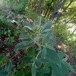 Marrubium peregrinum Leaf